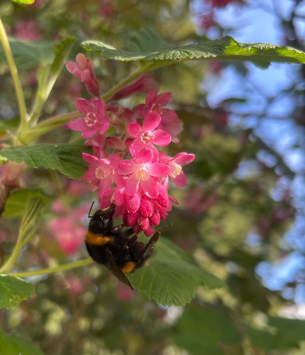 May 1st already 🙃 Lovely to see our surroundings humming with bees 🐝 🥰