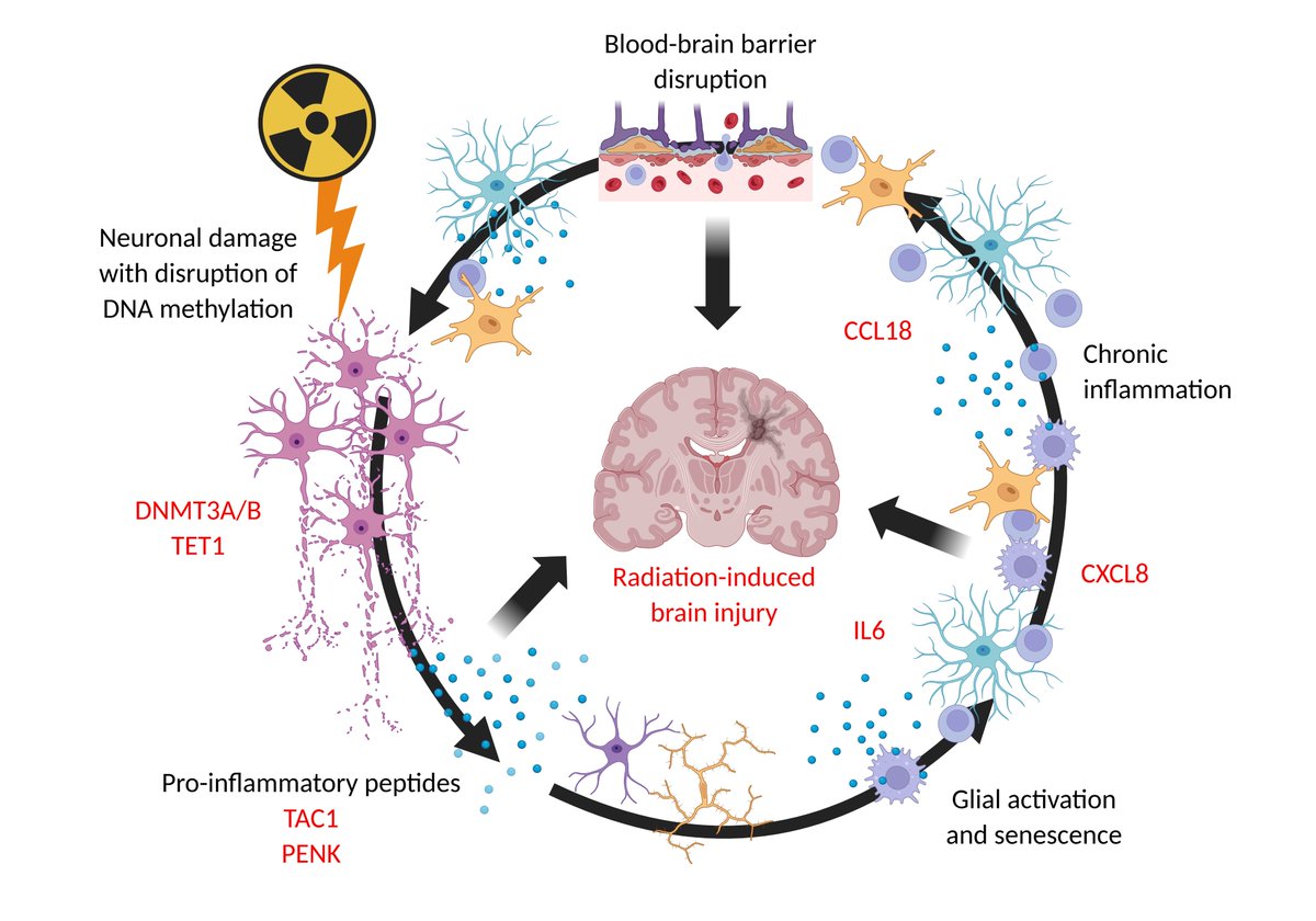 Brain1878's tweet photo. By examining brain tissue from patients who have received radiotherapy and comparing the findings with a cerebral organoid model, Millner et al. obtain evidence that post-radiotherapy neuroinflammation is linked to changes in DNA methylation. https://t.co/dTuRzOKXEd https://t.co/H4YoyuHoC3
