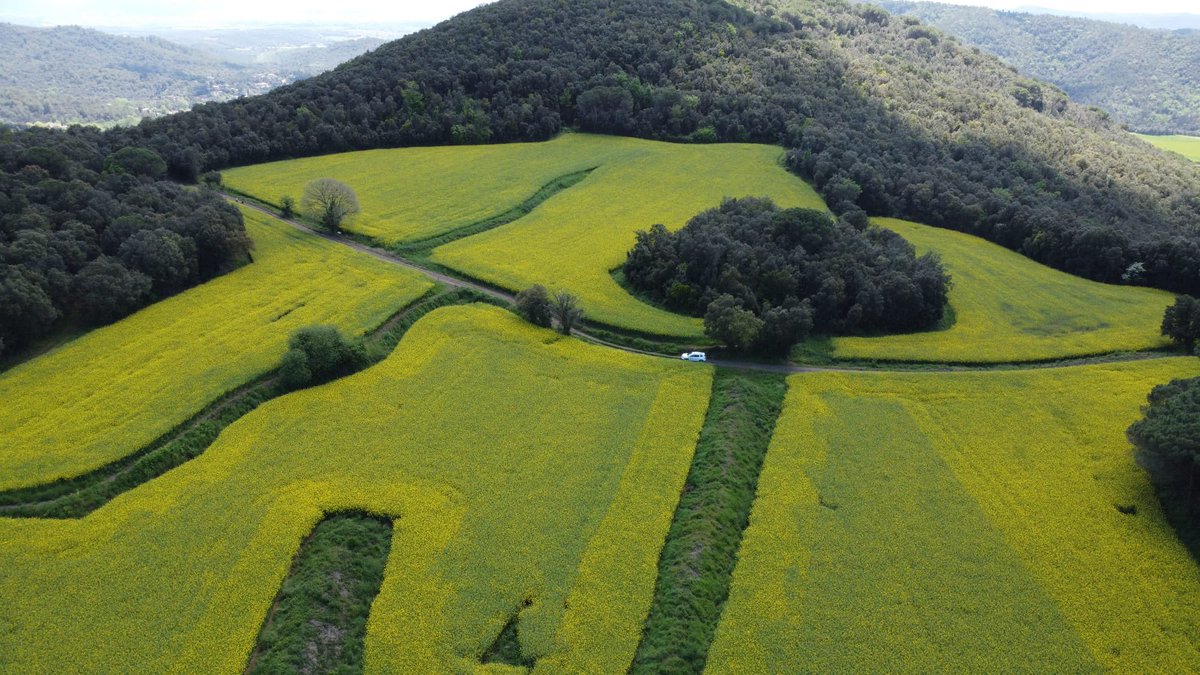 AgroSALVI,S.L. tweet media