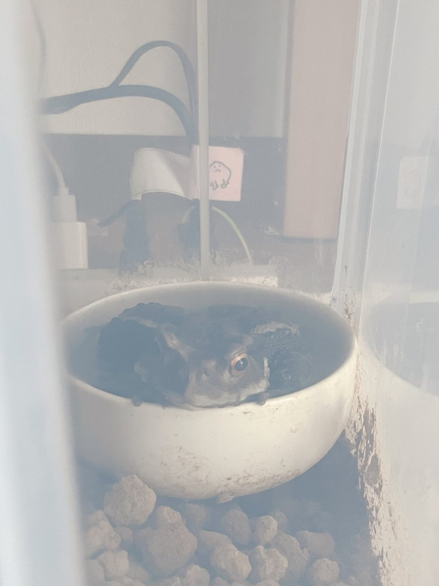 pukupukuhawai's tweet photo. 指がちこちこっと出ててかわええ
#ヒキガエル
#アメフクラガエル #commonrainfrog #カエル #animals #動物 #cute  #シュール #surreal #両生類 #amphibian #かわいい #きなこまぶしわらびもちがえる #饅頭蛙 https://t.co/fa3NgvRtME