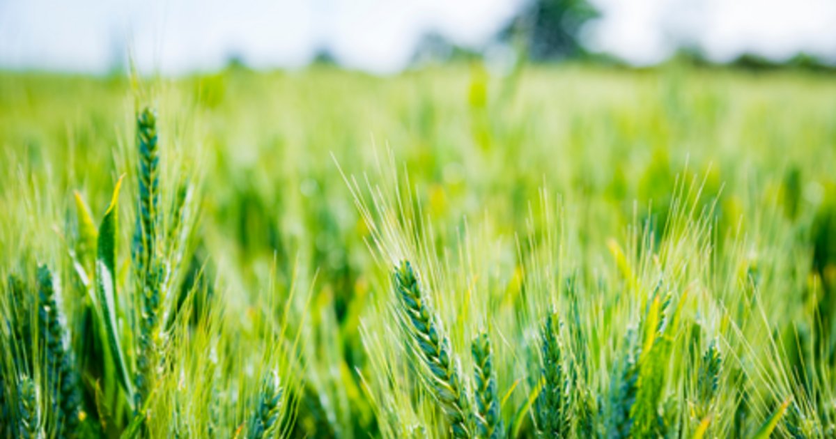 AdamaUK_'s tweet photo. 🌦️ With the warmer weather and much needed splash of rain, winter barleys are rapidly marching through their growth stages and quickly approaching the T2 timing.

Find out about the benefits of adding ARIZONA to your tank mix to boost ramularia control ➡️ https://t.co/NUA5noshEl https://t.co/O9zWrRry1A