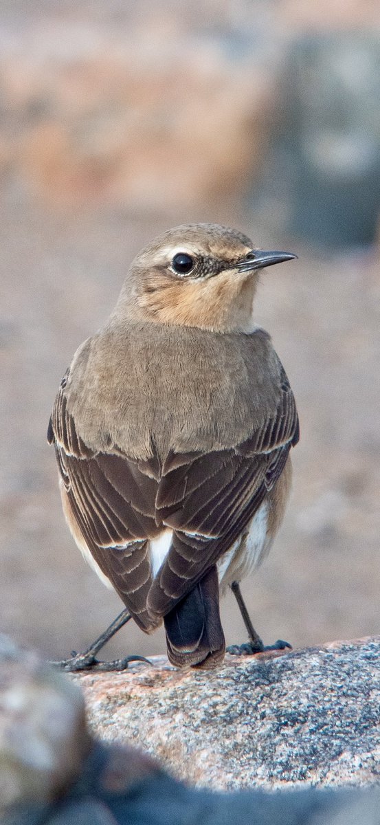 Paul Hackett (@paulhdigiman) on Twitter photo Touch screen to see full pic
Female Wheatear on the shoreline at the mouth of Aberdeen harbour, #digiscoping #kowascoping #panasoniclumix #benrouk <a href="/KowaOptics/">Kowa Sporting Optics</a> <a href="/lumixcan/">lumixcan</a> <a href="/LumixUSA/">LUMIX Cameras USA</a> <a href="/PanasonicEurope/">Panasonic Europe</a> @benrouk Touch screen to see full pic
Female Wheatear on the shoreline at the mouth of Aberdeen harbour, #digiscoping #kowascoping #panasoniclumix #benrouk <a href="/KowaOptics/">Kowa Sporting Optics</a> <a href="/lumixcan/">lumixcan</a> <a href="/LumixUSA/">LUMIX Cameras USA</a> <a href="/PanasonicEurope/">Panasonic Europe</a> @benrouk