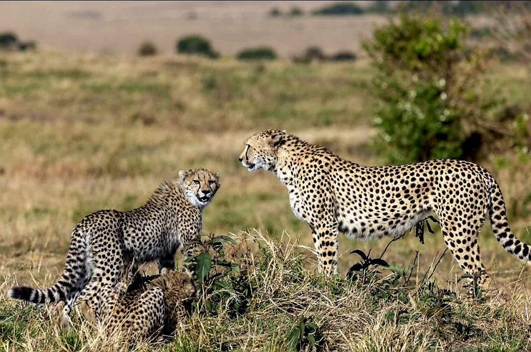 LamaraTourism's tweet photo. Maasai Mara National reserve, Kenya

#maasaimara #kenya #safariadventure #wildlifewonder #naturelovers #lamaratourism #ExploreKenya https://t.co/4bK1IXIqEH