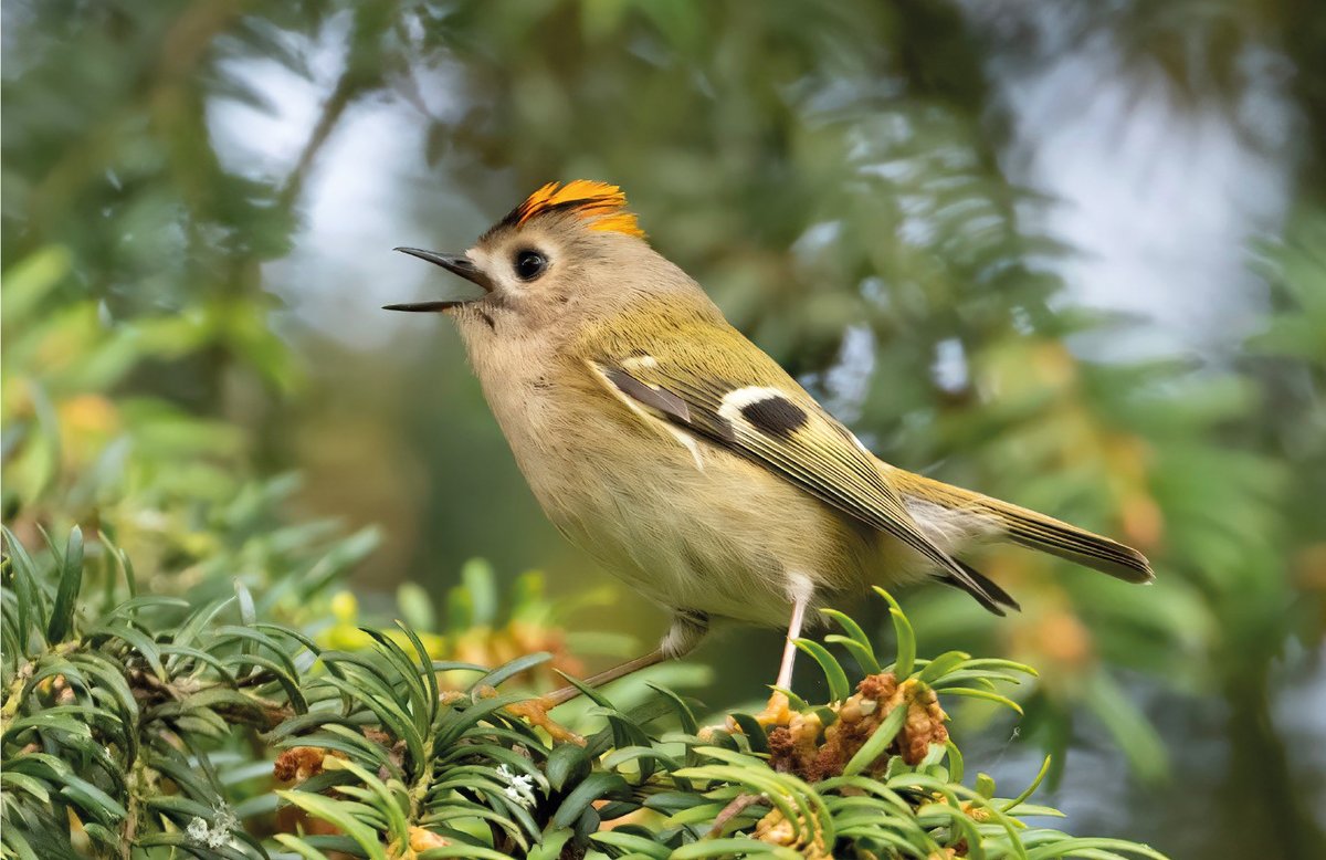 Kearsneyparks's tweet image. A beautiful goldcrest perches on a yew tree at Kearsney Abbey for our May #kearsneyparks #calendar picture.
These lovely birds are among the smallest in the UK, weighing in at a tiny 5g – the same as a 20p coin!
But don’t the best things come in small packages?
📷Steve Elks