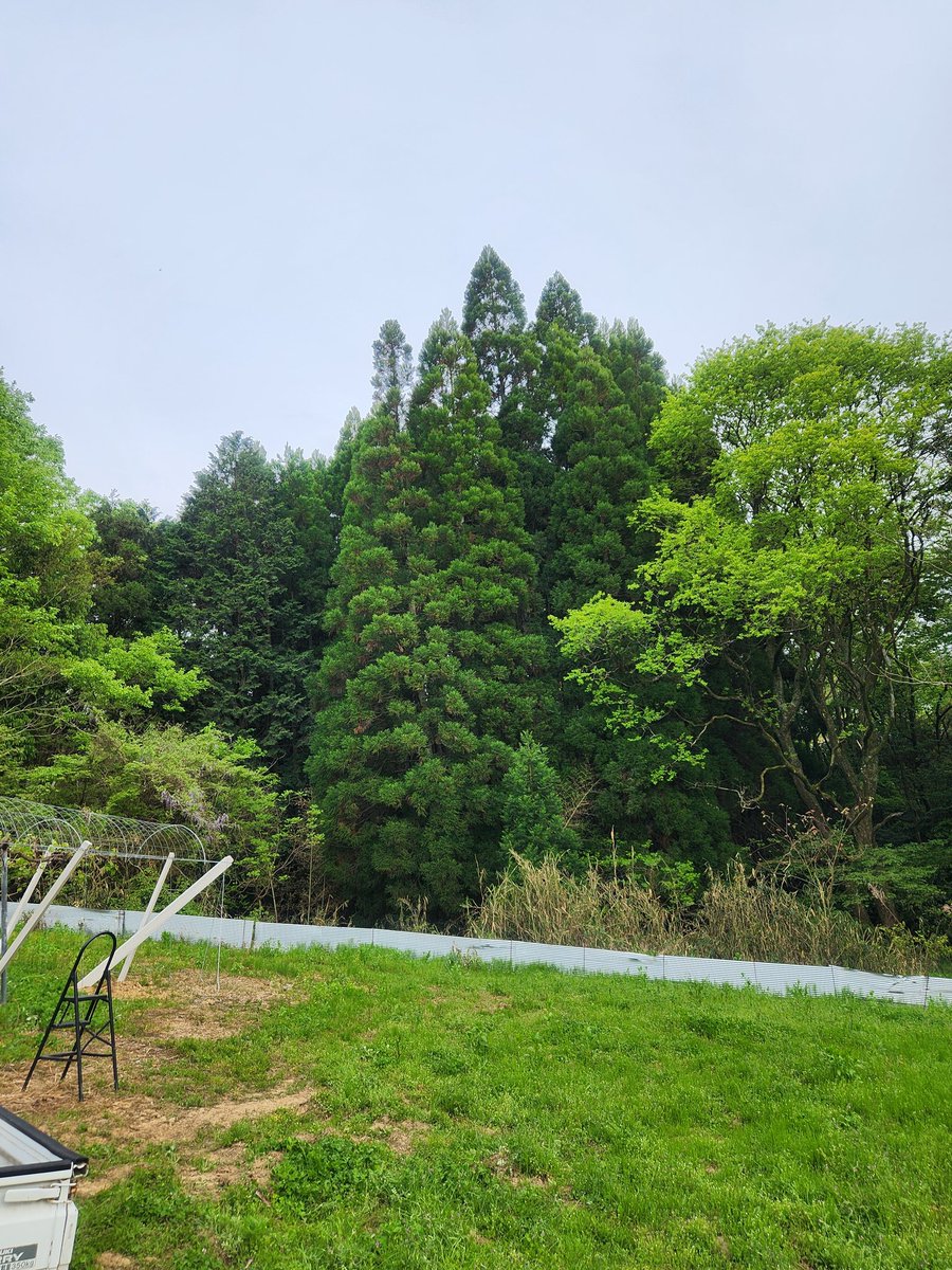 shinkichi4327's tweet image. 【農村あるある】#deepForest
ぶどう畑の奥は杉の木立
谷を超えて　猪　鹿　タヌキ　キツネ等々がやって来ます
トタン浪板の柵も壊します
もののけ姫もいるかな🤪🤪