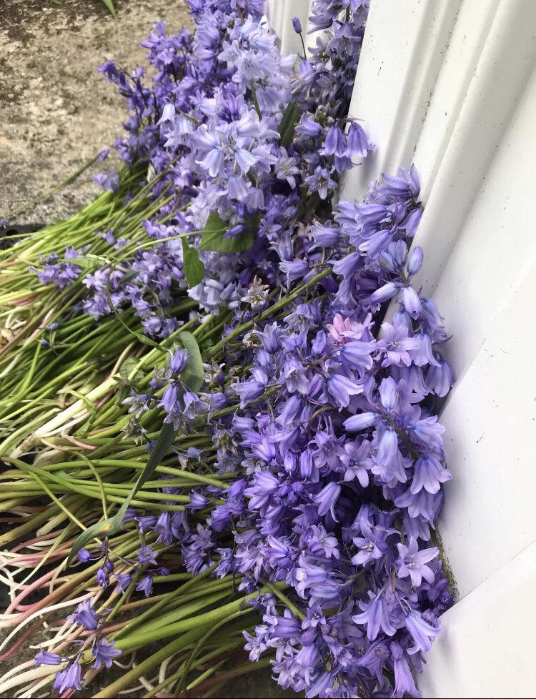The perfect use for Spanish Bluebells for May Day tradition to bring good luck and by picking the non-natives their pollen isn’t destroying  our beautiful native Bluebells , disappearing at an alarming rate  .