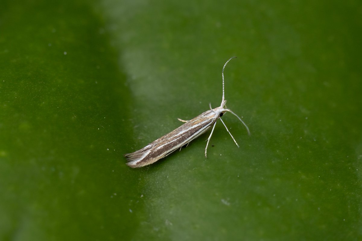 A bit cooler overnight 29th April and a slight drop off to 172 of 43 species in Burntisland. Four NFY Coleophora albicosta, Aphomia sociella, Lesser Swallow Prominent and White Ermine. #teammoth