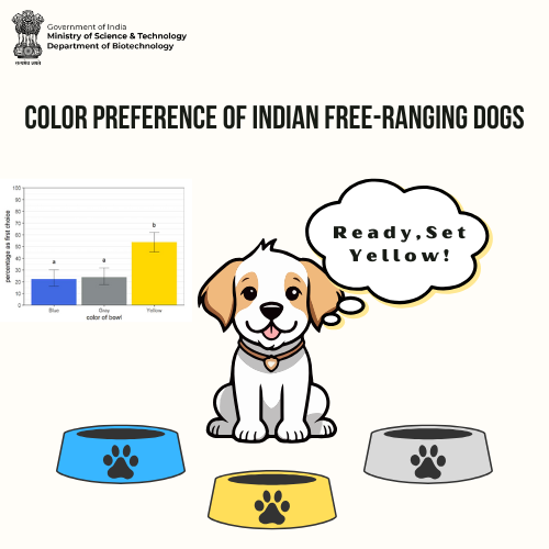 DBTIndia's tweet photo. Untrained Indian free-ranging dogs show a strong preference for yellow over blue or grey—even ignoring food for it! The study sheds new light on innate color biases in dogs and what it means for behavior and ecology.

#Research #dogsoftwitter #DogLab

Read More: https://t.co/Nybos8prBY

@DrJitendraSingh 
@rajesh_gokhale 
@iiserkol