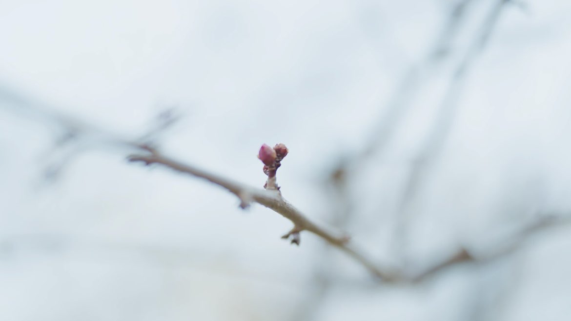 suda_cl's tweet image. ━━━*＼MV公開まであと2日／*━━━
　　
　       寒さを超えた先に、花が咲く。

             Akane「First spring」MV

　　　    2025/5/3(sat)19:30🌸
━━━━━━━━━━━━━━━━━━

#Akaneクラリネット
#あかねとCheerUp
#Firstspring