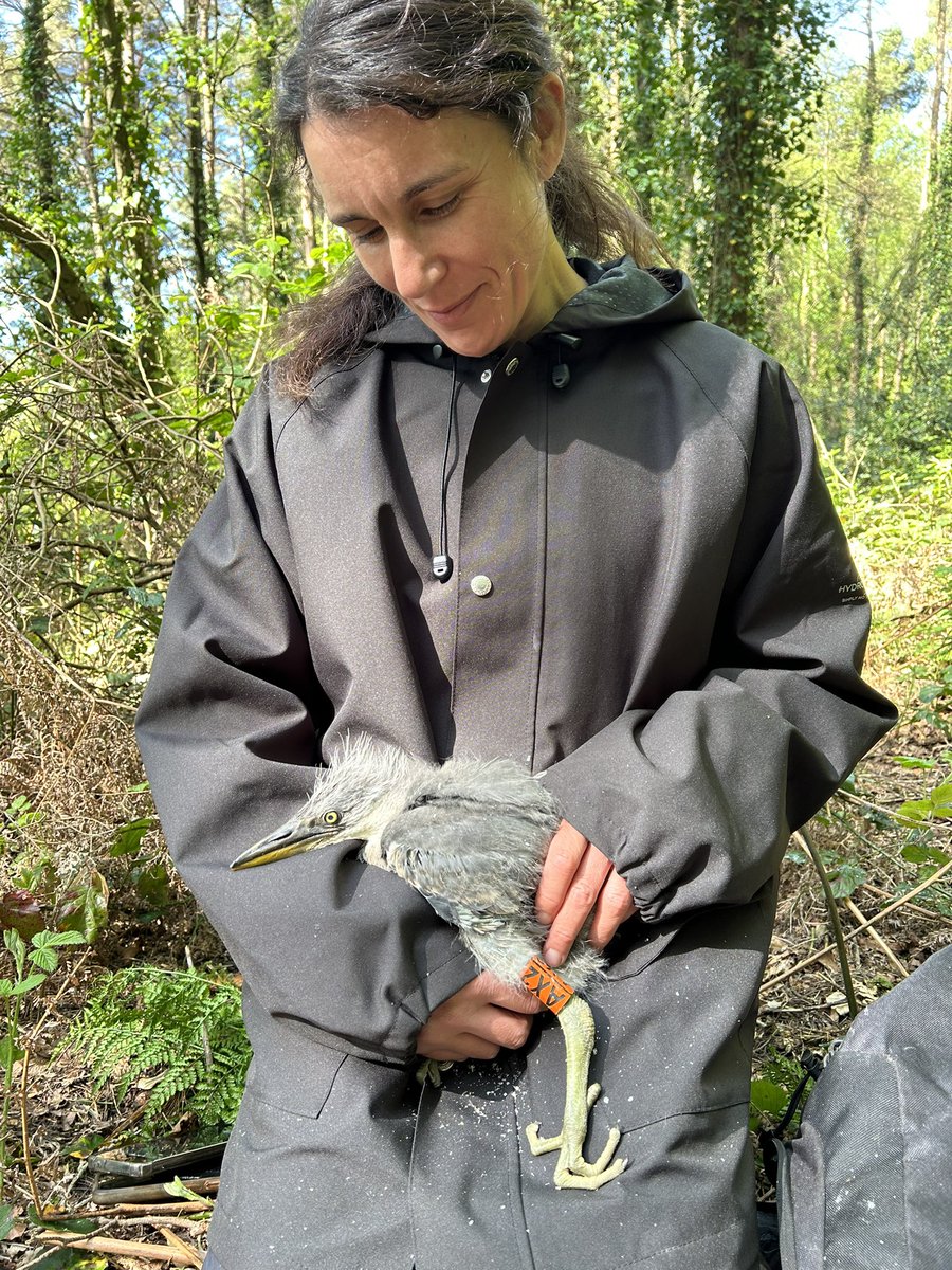 Sam Bayley (@sambayley2) on Twitter photo DINOSAUR ALERT! Yesterday we were assessing and ringing Grey Heron nests in Cork Harbour. A Qualifying Interest for the SPA and as an apex predator important to understand how they are surviving and using the landscape <a href="/NPWSIreland/">National Parks and Wildlife Service</a> <a href="/_BTO/">BTO</a> <a href="/fotawildlife/">Fota Wildlife Park</a> <a href="/BirdWatchIE/">BirdWatch Ireland</a> <a href="/PortofCork/">Port of Cork</a> DINOSAUR ALERT! Yesterday we were assessing and ringing Grey Heron nests in Cork Harbour. A Qualifying Interest for the SPA and as an apex predator important to understand how they are surviving and using the landscape <a href="/NPWSIreland/">National Parks and Wildlife Service</a> <a href="/_BTO/">BTO</a> <a href="/fotawildlife/">Fota Wildlife Park</a> <a href="/BirdWatchIE/">BirdWatch Ireland</a> <a href="/PortofCork/">Port of Cork</a>