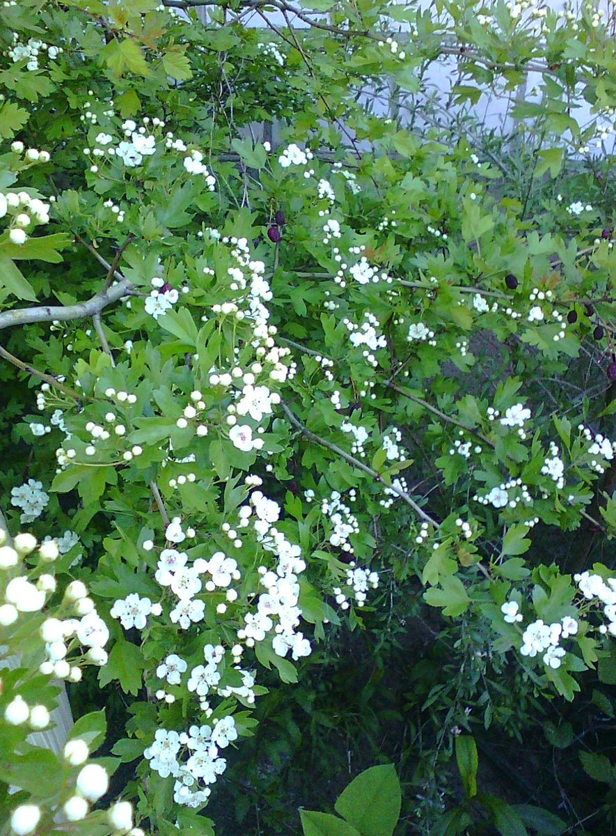 Agnieszka Wadolowska (@atrojka3) on Twitter photo 