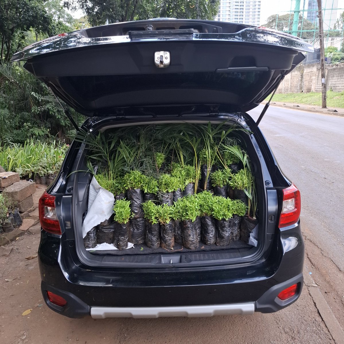 OchiengJasper's tweet photo. Bro @CollinsBriche 
Come see the trees are growing on this car before we make a difference in Kjd 

Cc @TalyscoLand https://t.co/oIJLUwffqO