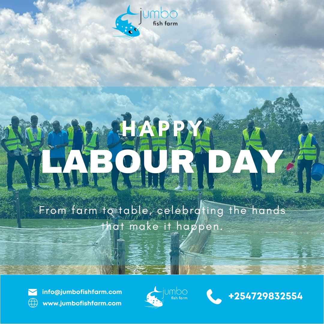 This Labour Day, we honour the dedication, skill, and heart of every worker behind our fresh harvests. Your effort brings nourishment and impact to every table—thank you for making it happen!
#labourday2025 #jumbofishfarm #celebrateworkers #aquacultureheroes #sustainablefarming