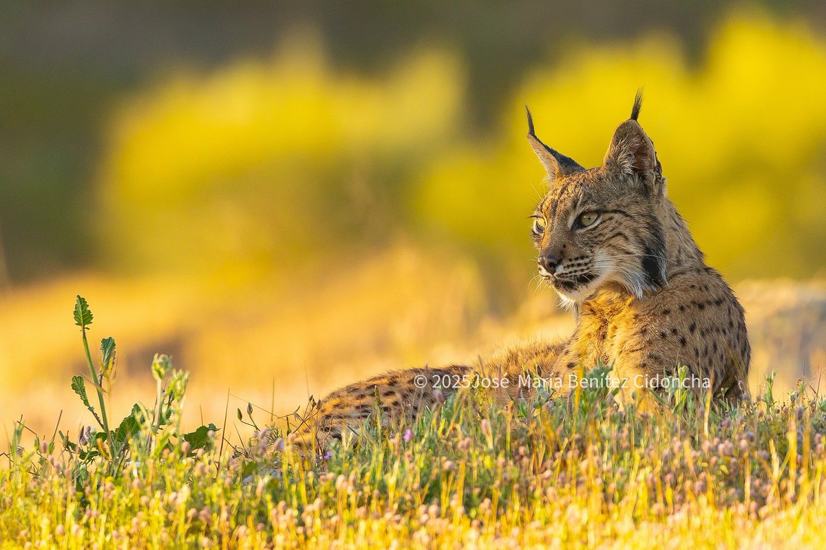 benitezjosem's tweet image. Este joven macho de Lince ibérico se solea en una fresca mañana primaveral en una dehesa extremeña. Ha ocupado una zona donde desde hace décadas no había presencia de este félido, con abundantes conejos y lejos de carreteras. Espero que le vaya bien.