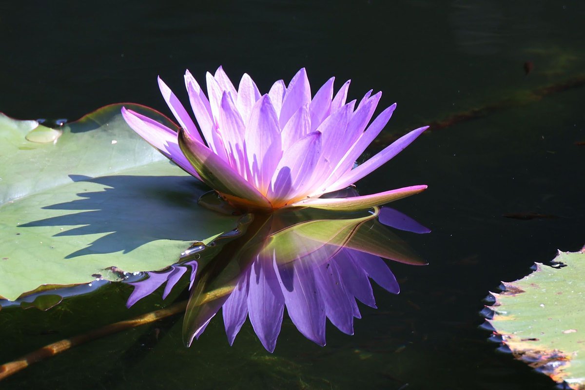 StIvesPhotoClub's tweet image. May has arrived and so has a new Image of the Month as chosen by the club president - May's image is “Water Lily” by Sarah Bassett.

#Photoclub #ImageoftheMonth #StIves #Cambridgeshire