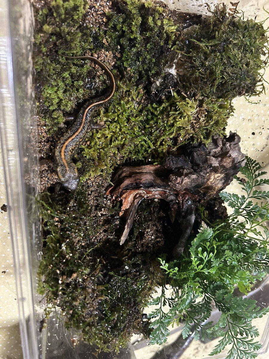 初めてのコケリウムにいも丸はご機嫌なようです🍠

とりあえず上手くいってよかった！

 #イモリ
 #コケリウム
 #ウーパールーパー
 #アクアリウム
 #釣り
