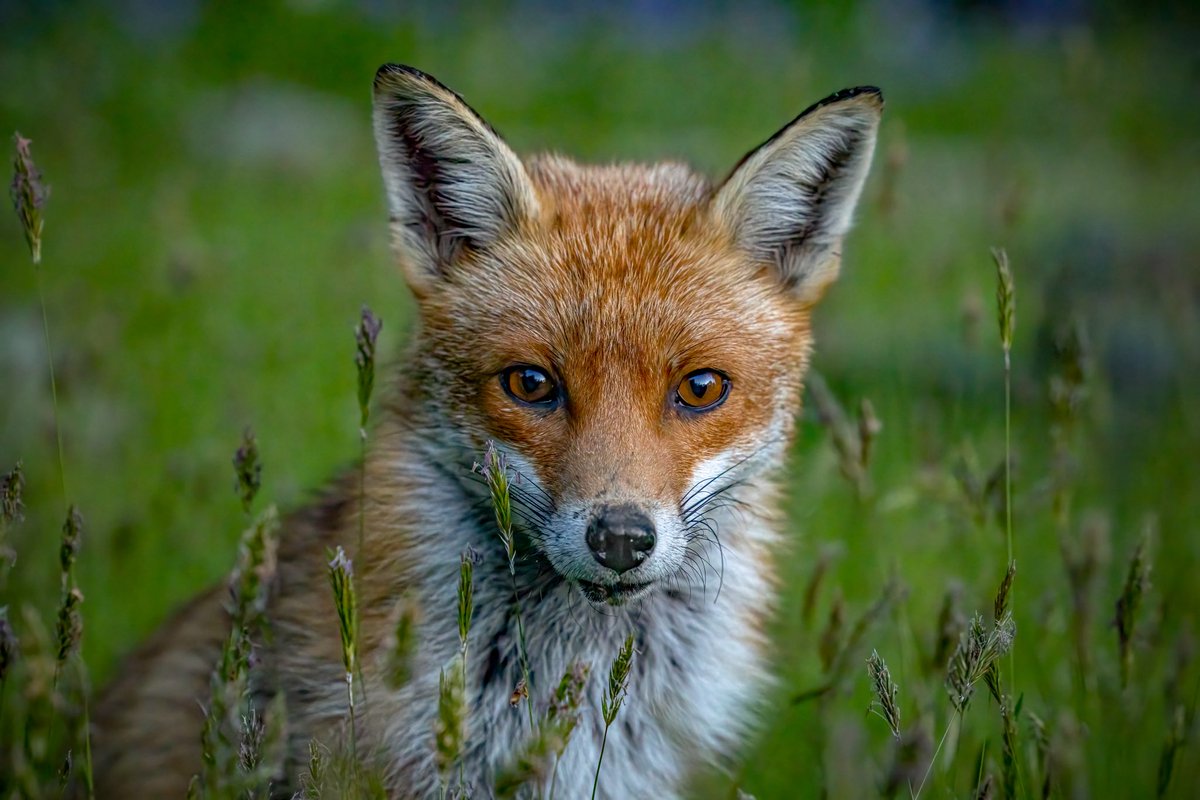 Shazz Hooper Photography - Dorset (@dorsetshazz) on Twitter photo ‘Beautiful Photogenic Fox’
She literally sat down in front of me barely 4foot away! ❤️🦊
#fox #wildlife #photooftheday
<a href="/ProtectTheWild_/">Protect the Wild</a> <a href="/DorsetWildlife/">Dorset Wildlife Trust</a> <a href="/StormHour/">#StormHour</a> <a href="/Bournemouthecho/">Bournemouth Echo</a> <a href="/ChrisGPackham/">Chris Packham</a> #FoxOfTheDay ‘Beautiful Photogenic Fox’
She literally sat down in front of me barely 4foot away! ❤️🦊
#fox #wildlife #photooftheday
<a href="/ProtectTheWild_/">Protect the Wild</a> <a href="/DorsetWildlife/">Dorset Wildlife Trust</a> <a href="/StormHour/">#StormHour</a> <a href="/Bournemouthecho/">Bournemouth Echo</a> <a href="/ChrisGPackham/">Chris Packham</a> #FoxOfTheDay