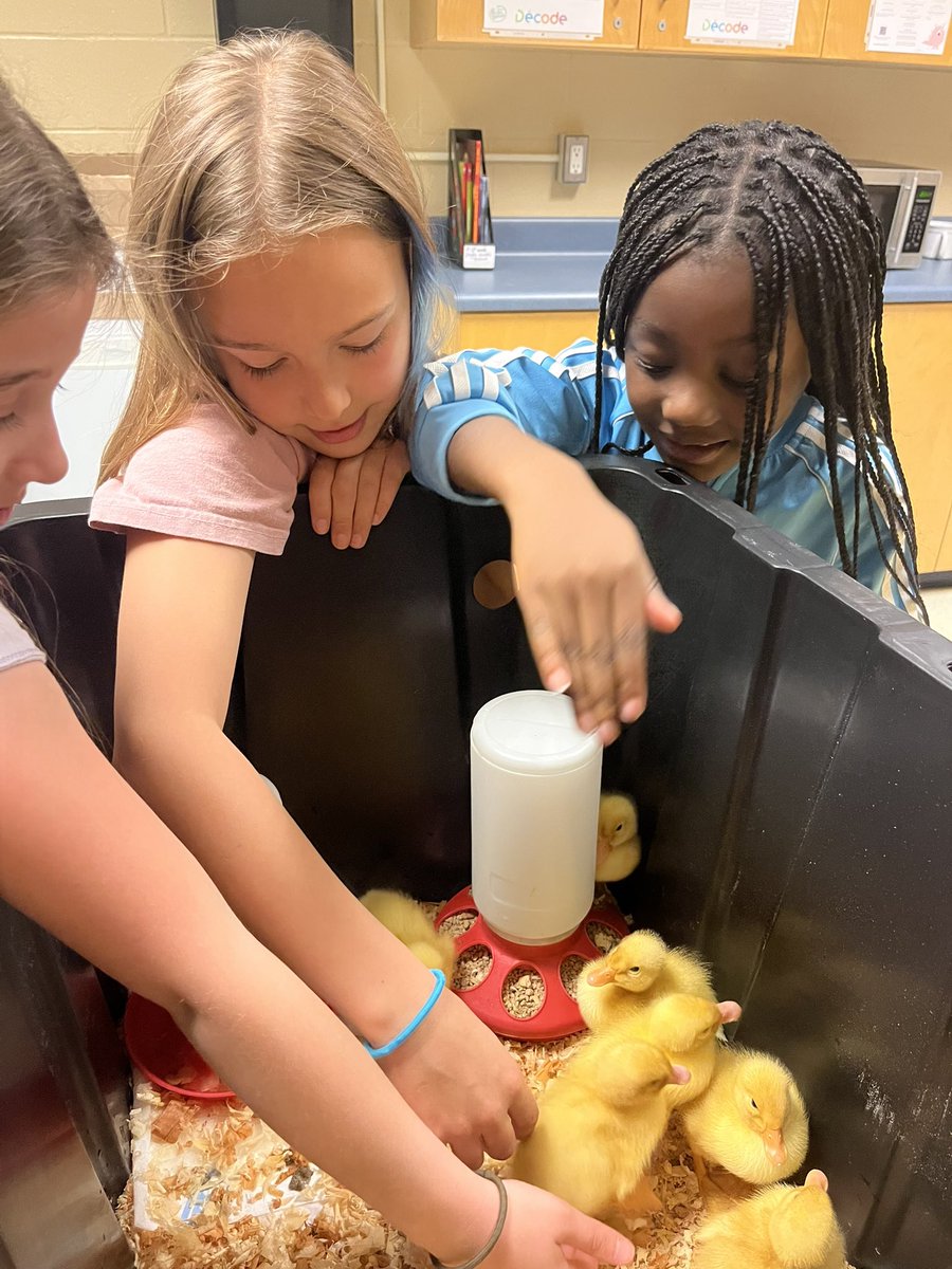 TaraCabral42's tweet photo. We picked up our one-day-old baby ducks on Tuesday, and they’ve already waddled their way into our hearts! The classroom is full of peeps, giggles, and so much curiosity. #BabyDucks #ClassroomJoy #HandsOnLearning @shcsparis https://t.co/uVNpo1Q1Mw