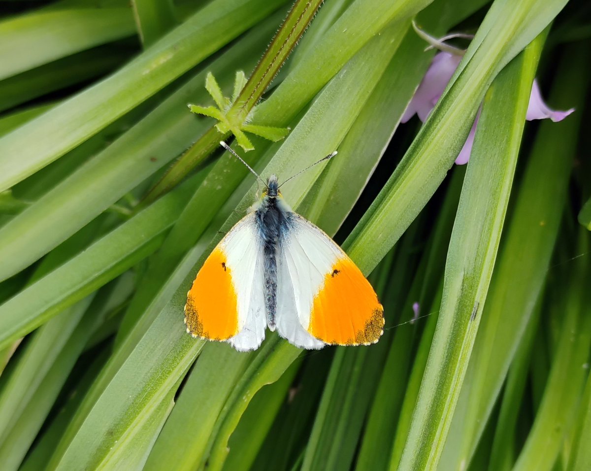 jamessims5's tweet photo. Ichneumon wasp, orange tip and green veined butterfly for #InsectThursday #butterfly https://t.co/vf9Q5QfYpg