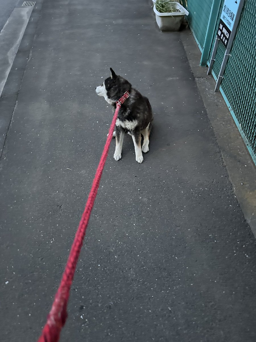 いやいや病になってしまった🐕‍🦺