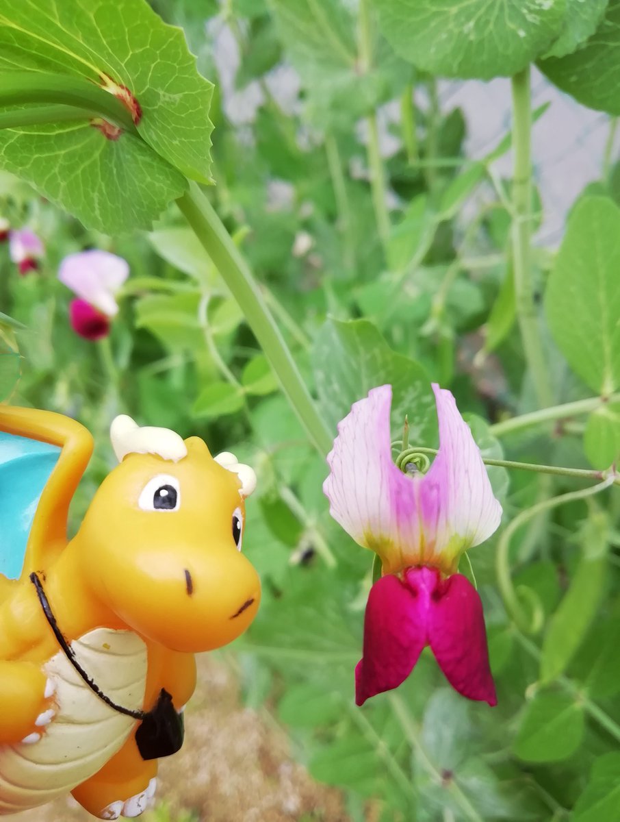 サヤエンドウの花