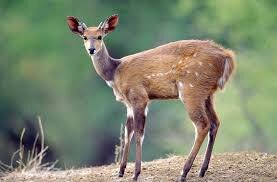 Bushbuck browse! 🌿 Watch these shy antelopes delicately nibble Lake Mburo's foliage. It's a lesson in selective eating! Book your safari: lakemburonationalparkuganda.com #lakemburonationalpark
#lakemburonationalparkuganda
#lakemburopark