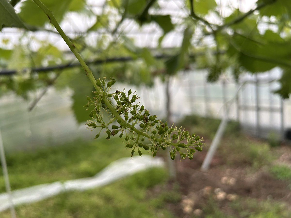 #農家の終礼 
 #ピスケスの報告🐟
 #ぶどう栽培🍇
 #花芽

こちら鳥越農園3番圃場の花芽の様子です！

まだ一部ですが花が咲いていました！
今は摘芯作業をしていますので終わらせて花切り頑張ります💪