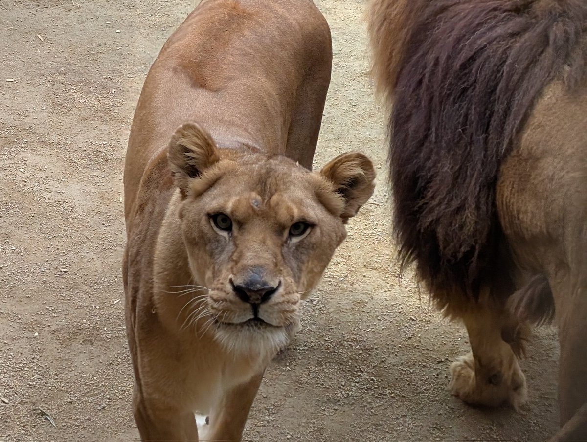 サンライオンページ LION SIN サングラスフレーム [F-LI SIN MEBL] | 【公式】SWANS 日本製