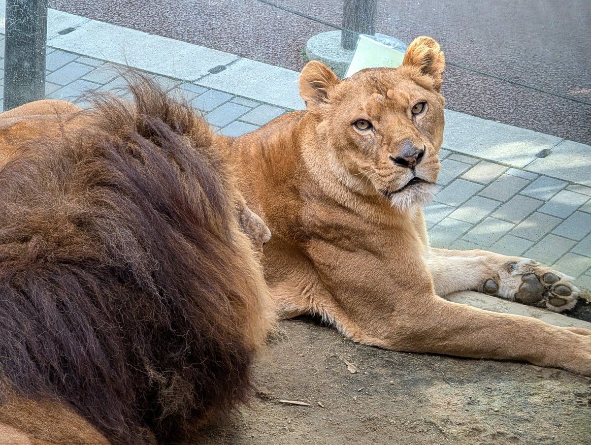 当園のライオンの展示は、『#サン(父)+#クリア(母)』『#サニー(娘)』の