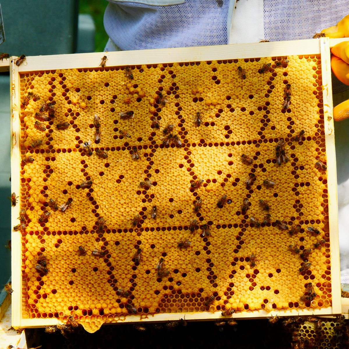 NorfolkHoneyCo's tweet image. An almost perfect frame of brood.

#beekeeping #brood #beekeepinghowto #beekeepingtipsandtricks #honeybees