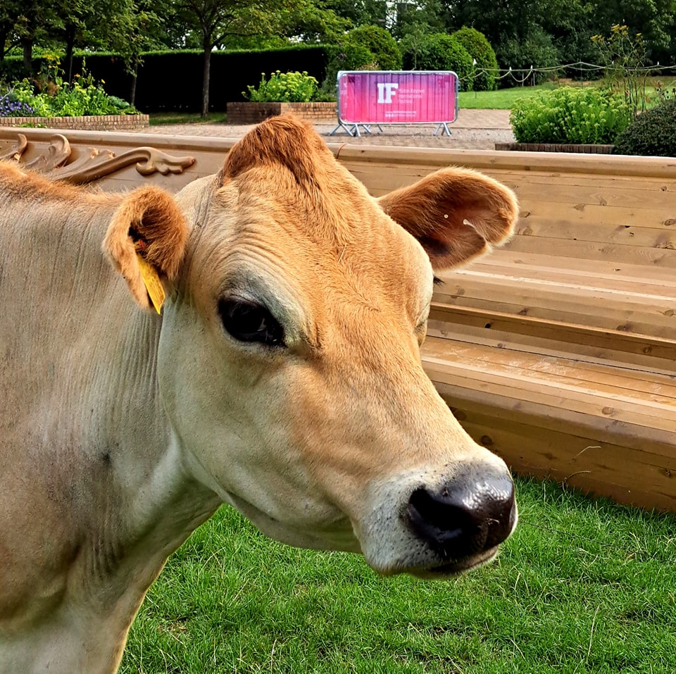 IF: Milton Keynes International Festival tweet media