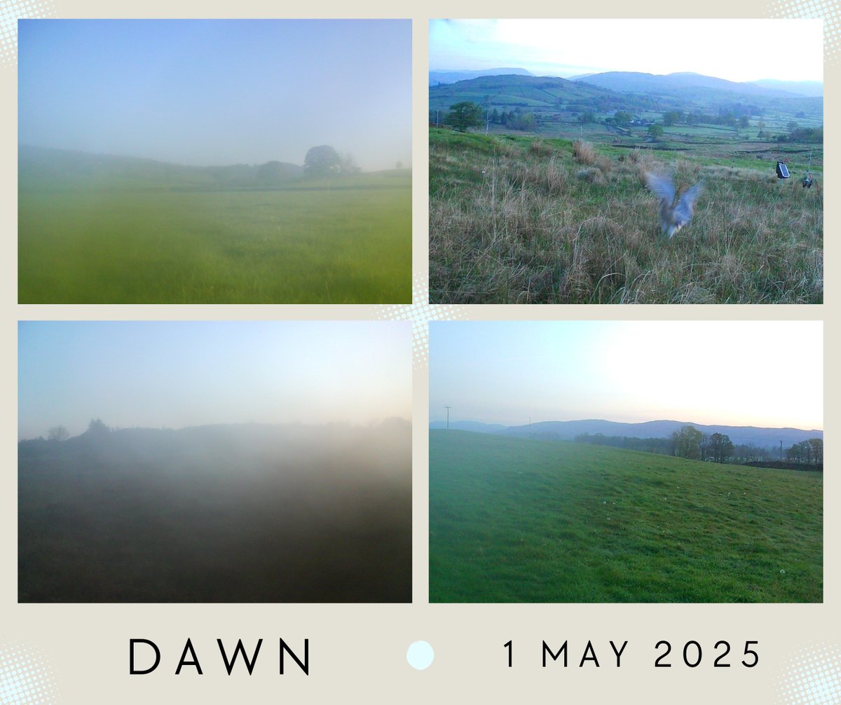Misty dawn breaks soft,
Curlew soars in morning light,
First of May takes flight.

Dawn from our #nest cameras
