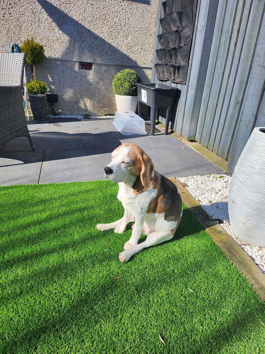 RebusTheBeagle's tweet photo. So, it's my Happy 13th Birthday today. Does this make me a teenager at last, or a 91-year-old man (13x7)?? Mum says I'm acting like a 2YO today... Sitting in the sun a bit confused 🤔 https://t.co/93nxeNIn2d