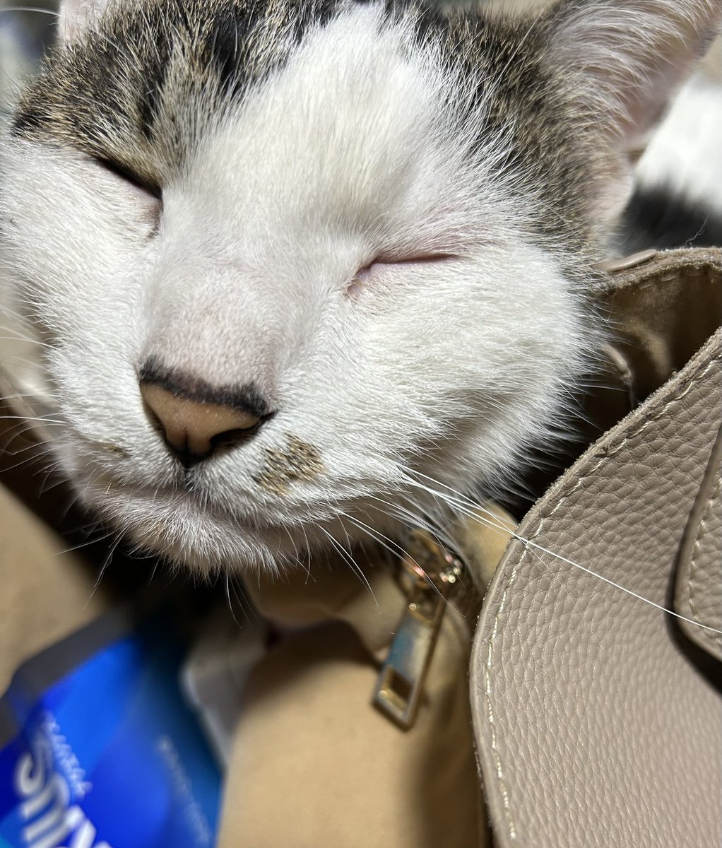 久しぶりに甘えてきました🐱🫶
歳をとったのかなぁ…
腰が良くなりますように🙂‍↕️