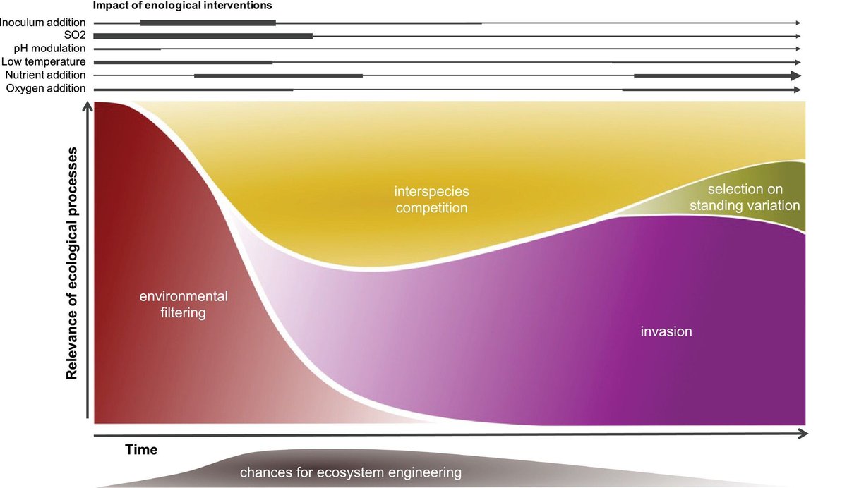 Yeast in wine does not act alone—it is part of a dynamic microbial ecosystem! By applying ecology &amp; evolution principles, Belda et al offer ways that can better predict, engineer, and improve fermentation for top-quality wine. doi.org/10.1111/1751-7…