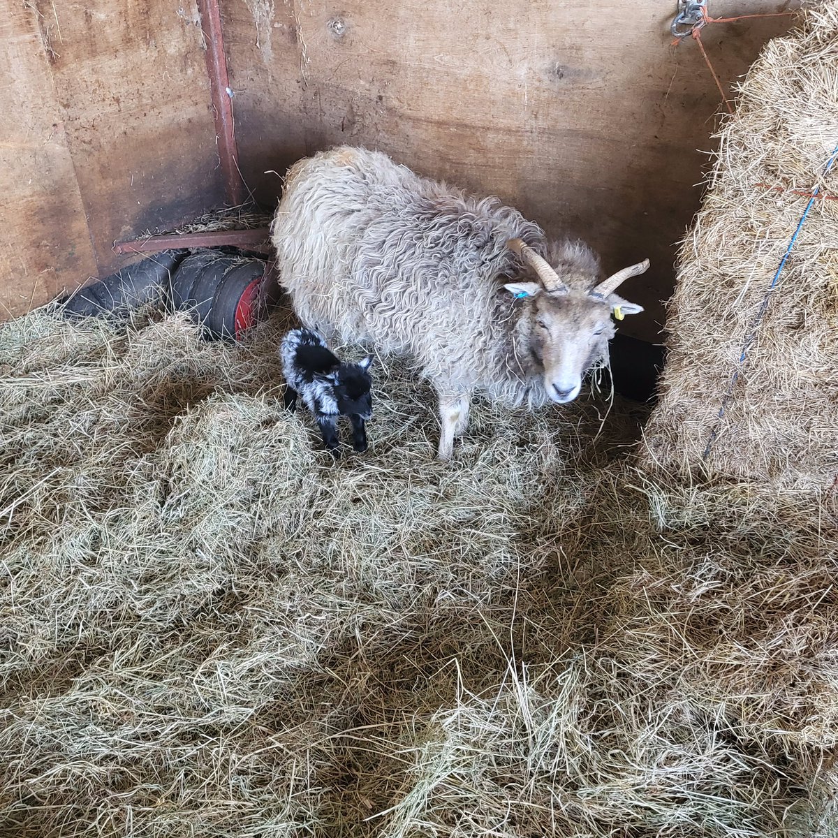 Nick Dowler tweet media