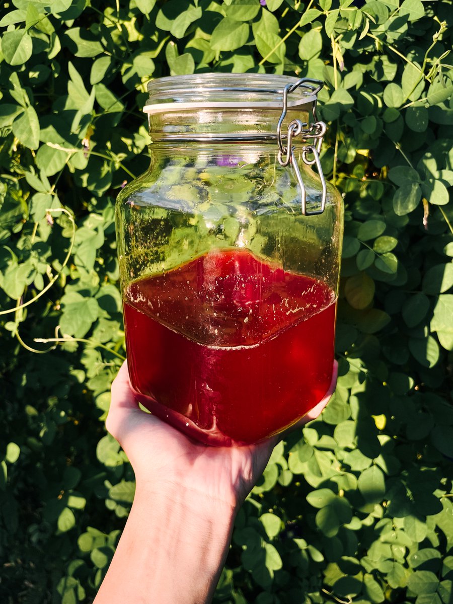 merekamcahaya's tweet photo. New skill unlocked: membuat sirup rosela 🌺 https://t.co/7t0N2ilkfW