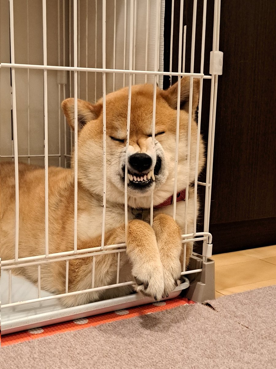 眠いなら普通に寝てくれ⚡
＃柴犬