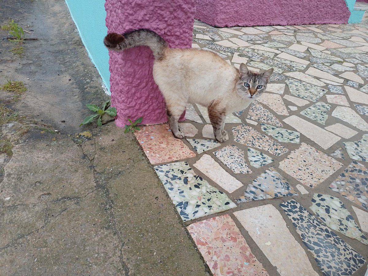 ganante's tweet image. @hitpawofficial #HitPaw #HitPawCatTax #VikPea