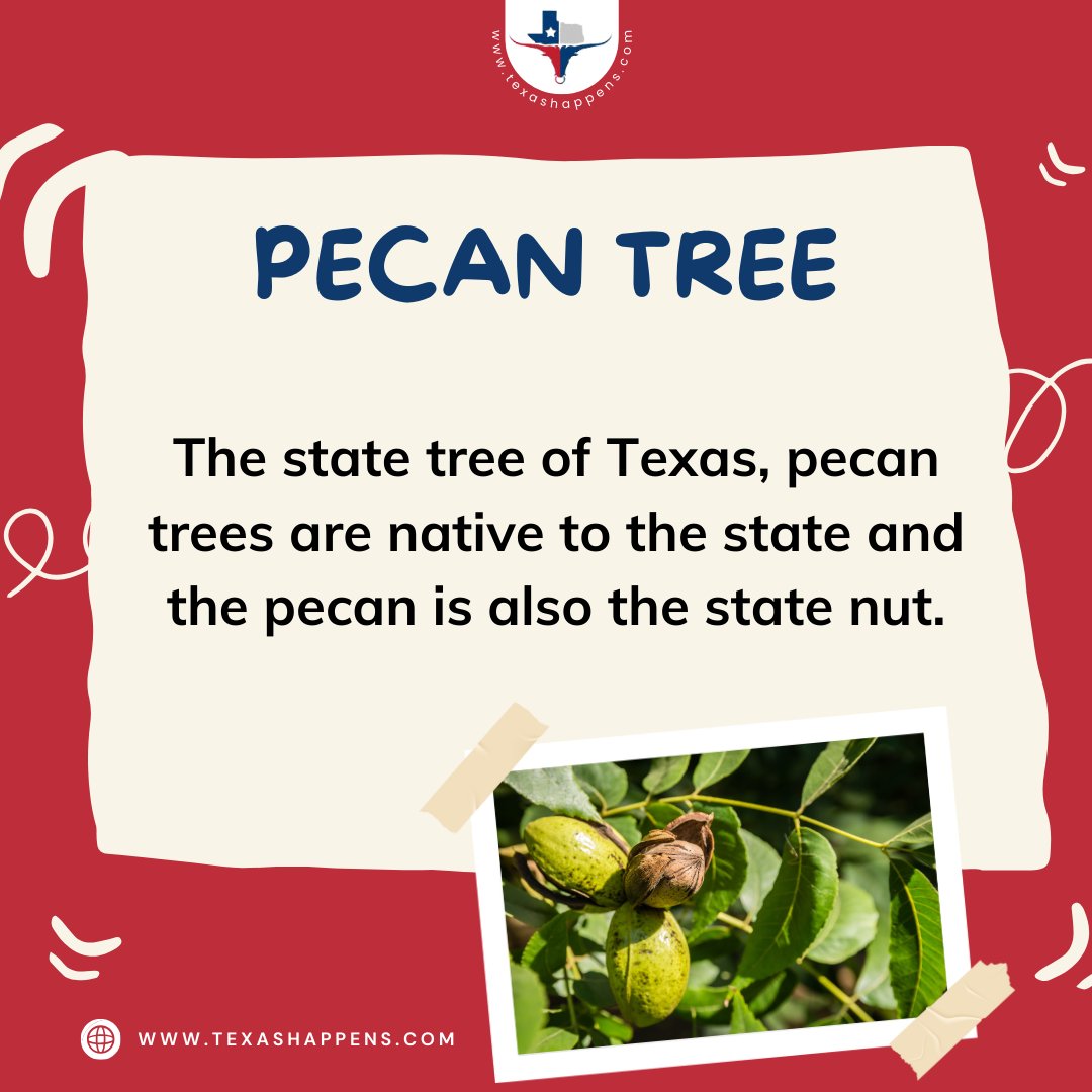 TexasSpaces's tweet photo. Texas pride grows on trees—literally. The pecan is both our state tree and nut. Now that’s what we call rooted in tradition. 🌳🧁 #Texas #TX #LoneStarState #PecanTree #StateSymbols https://t.co/DTP936XxB3