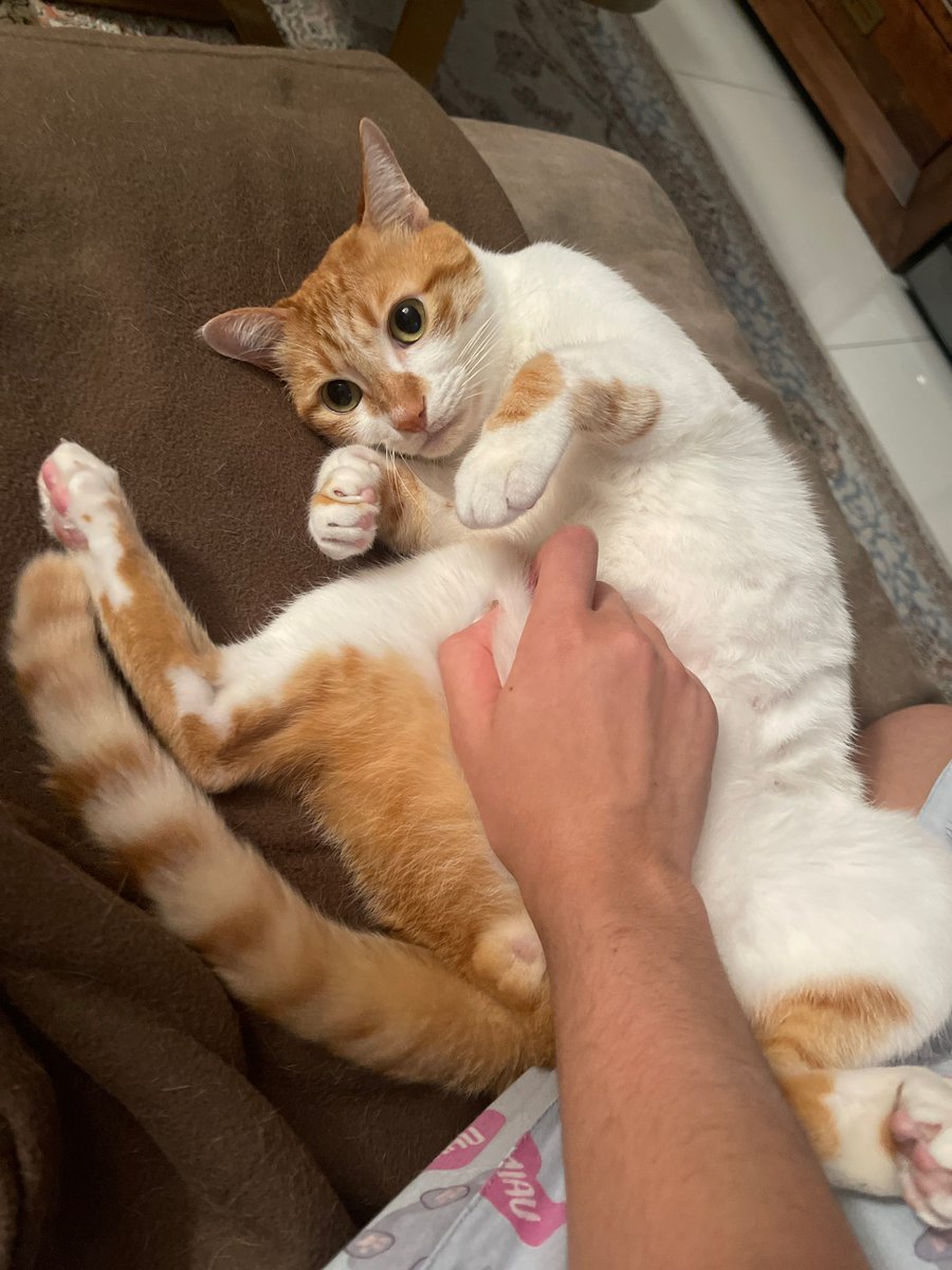 rest in peace my beautiful baby boy 1/5/2025 he passed away peacefully at 2pm hkt.