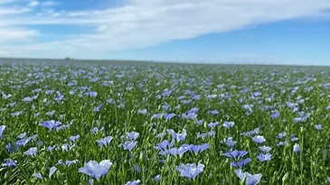Still need seed? CDC Dorado is a high-yielding yellow flax with better oil content, linolenic acid content and a good disease package.
Learn more by visiting seednet.ca/cdc-dorado-1