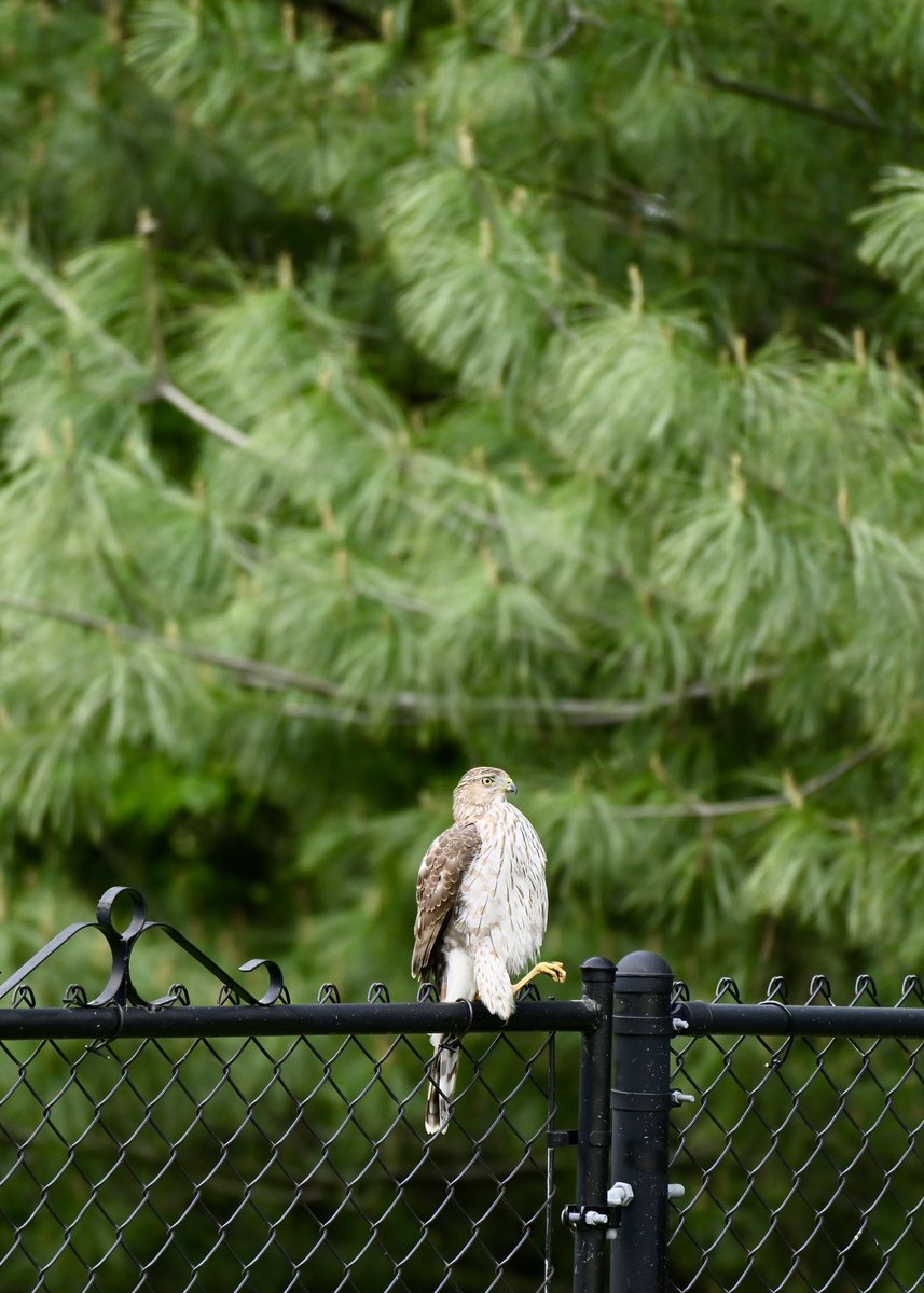Backyard neighbor stopped by this morning.