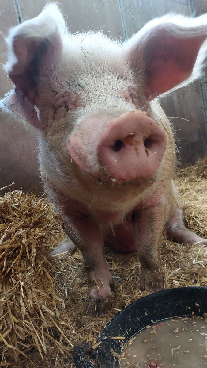 RathboneKim's tweet image. Pigoneer Pig Of The Day Rambo!
Rambo would like to say how grateful he is to all the Pigoneers for helping feed him.
But we desperately need more Pigoneers funds are very low.
Please help us keep Rambo and our other residents safe by becoming a #Pigoneer⬇️ globalvegancrowdfunder.org/pigoneer-2000-…
