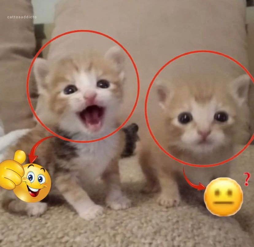 Punch Cat (@punchingcat) on Twitter photo 