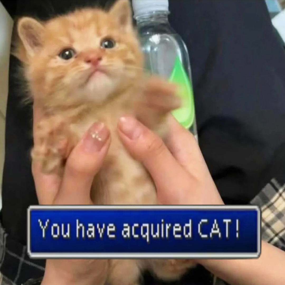 Cat acquired