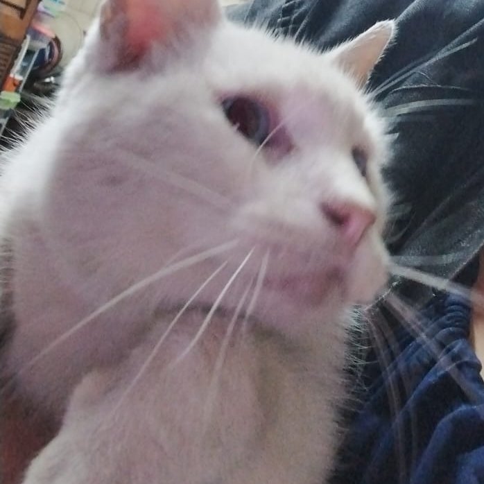 El martes mi vecina puso en el grupo que se había escapado Copo, su gato. A casa viene a comer cada tanto una gatita gris, hoy vino y le mostré la foto de Copo, y le dije que lo busque y le diga que venga. Se lo dije unas 5 veces. A los 20 minutos, Copo apareció en mi casa.
