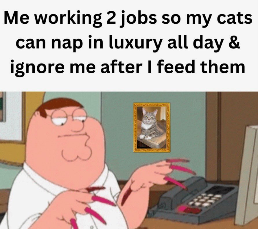The Odd Cat Sanctuary tweet media