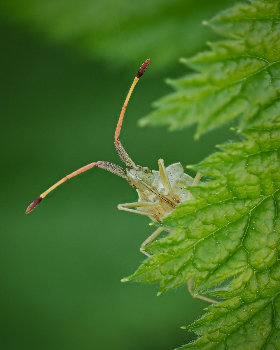 Looking so curious! A Rhombic leatherbug eyeing me up at the allotment. No wonder I never get any jobs done with these little critters distracting me 🤣🪲💚

#insect #InsectThursday #wildlife #nature #bug #naturelovers #NatureBeauty #wildlifephotography #gardening #MacroHour