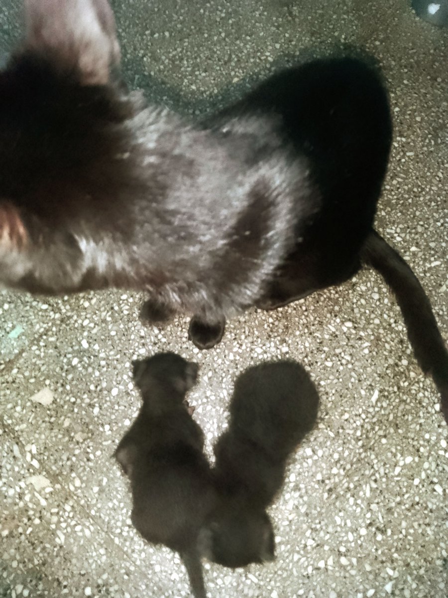 WalterJFernand2's tweet photo. La más trabajadora 
Nox ( en latín NOCHE )
Con cachorros de 15 días 
#FelizDiaDelTrabajador https://t.co/GHgdgUJMRu